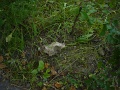 DSC00278