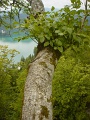 DSC00810
