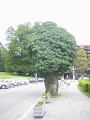 DSC00842