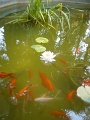 DSC00984