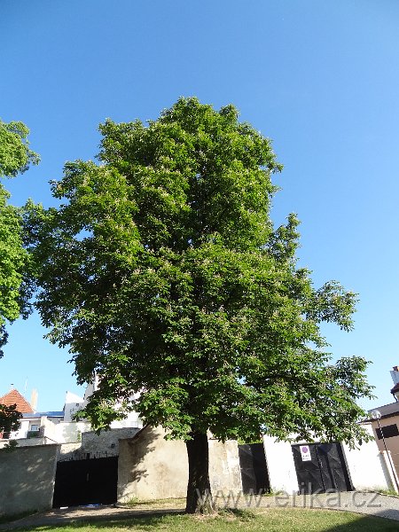 DSC02212.JPG